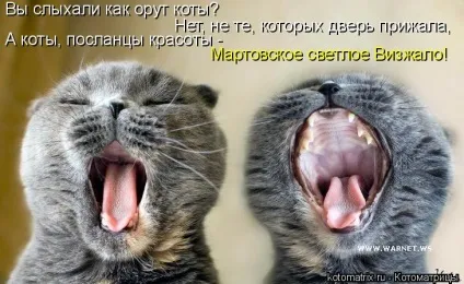 1 Марта-всесвітній день котів () 1 Марта-всесвітній день котів