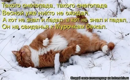 1 Марта-всесвітній день котів () 1 Марта-всесвітній день котів