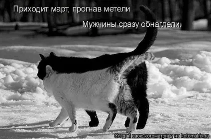 1 Марта-всесвітній день котів () 1 Марта-всесвітній день котів