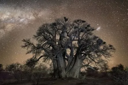 11 Фотографій найстаріших дерев під зоряним небом (самих) 11 Фотографій найстаріших дерев під зоряним небом
