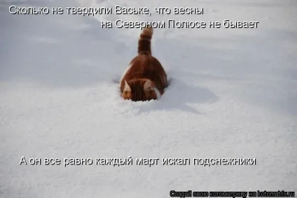 1 Марта-всесвітній день котів () 1 Марта-всесвітній день котів