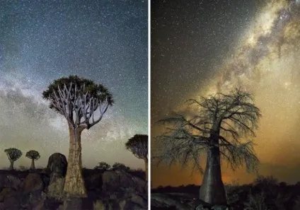 11 Фотографій найстаріших дерев під зоряним небом (небом) 11 Фотографій найстаріших дерев під зоряним небом