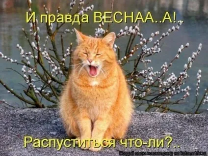 1 Марта-всесвітній день котів () 1 Марта-всесвітній день котів
