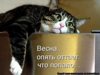 1 Марта-всесвітній день котів () 1 Марта-всесвітній день котів