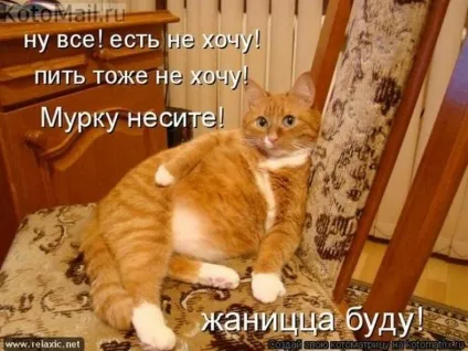 1 Марта-всесвітній день котів () 1 Марта-всесвітній день котів