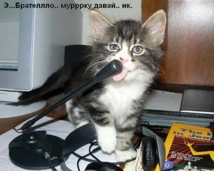 1 Марта-всесвітній день котів () 1 Марта-всесвітній день котів