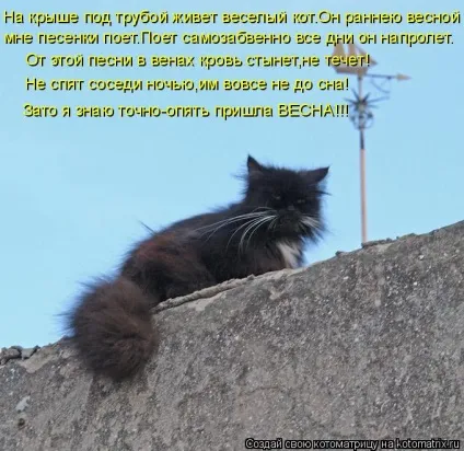 1 Марта-всесвітній день котів () 1 Марта-всесвітній день котів