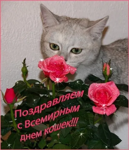 1 Марта-всесвітній день котів () 1 Марта-всесвітній день котів