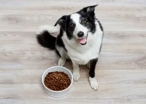 6 Помилок при зберіганні сухого корму для собак, just dogs (ємність для зберігання сухого корму) 6 Помилок при зберіганні сухого корму для собак, just dogs