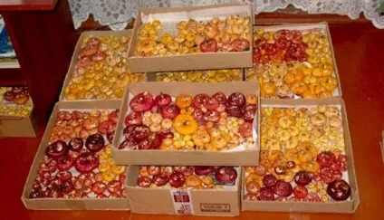 9 Основних рад з підготовки та зберігання гладіолусів взимку