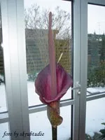 Аморфофаллус (аморфофаллус) - amorphophallus опис і догляд на