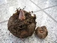 Аморфофаллус (аморфофаллус) - amorphophallus опис і догляд на