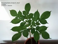 Аморфофаллус (аморфофаллус) - amorphophallus опис і догляд на