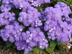 Агератум (ageratum), квітка ландшафтних композицій - садові квіти і рослини (композицій) Агератум (ageratum), квітка ландшафтних композицій - садові квіти і рослини