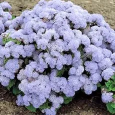 Агератум (ageratum), квітка ландшафтних композицій - садові квіти і рослини (квітка агератум) Агератум (ageratum), квітка ландшафтних композицій - садові квіти і рослини
