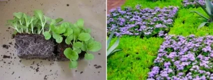Агератум вирощування з насіння, коли садити, фото сортів і назви (входять склад дуже) Агератум вирощування з насіння, коли садити, фото сортів і назви