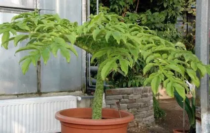 Аморфофаллус - види і догляд, greenhome (культурі зазвичай цвіте плодоносить) Аморфофаллус - види і догляд, greenhome
