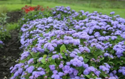 Агератум вирощування з насіння, коли садити, фото сортів і назви (входять склад дуже) Агератум вирощування з насіння, коли садити, фото сортів і назви