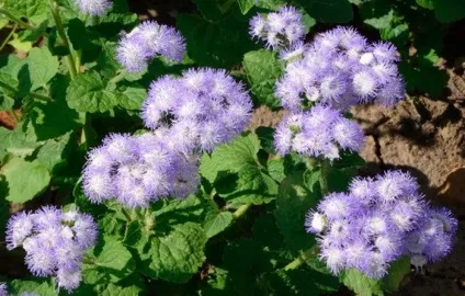 Агератум вирощування з насіння, коли садити, фото сортів і назви (садити) Агератум вирощування з насіння, коли садити, фото сортів і назви