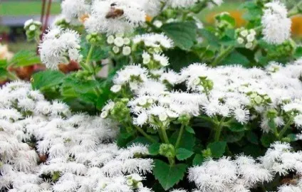 Агератум вирощування з насіння, коли садити, фото сортів і назви (фото) Агератум вирощування з насіння, коли садити, фото сортів і назви