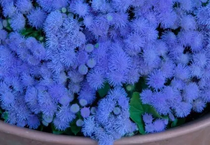 Агератум вирощування з насіння, коли садити, фото сортів і назви (садити) Агератум вирощування з насіння, коли садити, фото сортів і назви