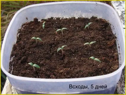Агротехнічні прийоми вирощування розсади, поради та рекомендації (дерева та кущі) Агротехнічні прийоми вирощування розсади, поради та рекомендації