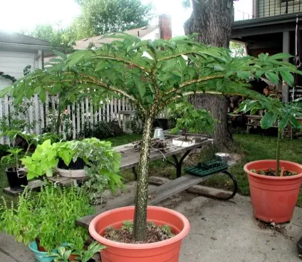 Аморфофаллус - види і догляд, greenhome (культурі зазвичай цвіте плодоносить) Аморфофаллус - види і догляд, greenhome
