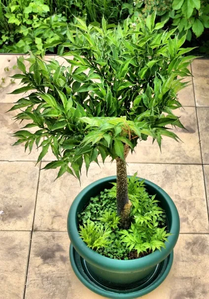 Аморфофаллус - види і догляд, greenhome (культурі зазвичай цвіте) Аморфофаллус - види і догляд, greenhome