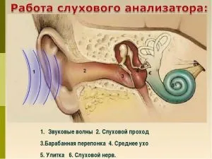 Як відновити слух після отиту що робити (отиту) Як відновити слух після отиту що робити