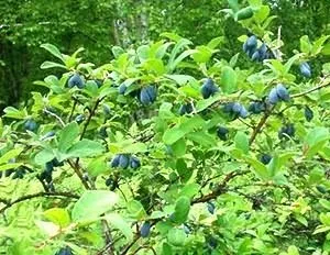 Як виростити жимолость на дачі (виростити жимолость дачі) Як виростити жимолость на дачі