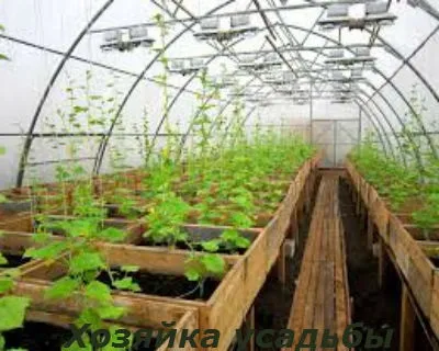 Як вирощувати огірки в теплиці насінням і розсадним способом (насінням) Як вирощувати огірки в теплиці насінням і розсадним способом