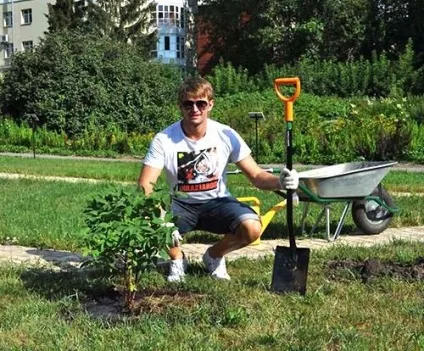 Як виростити жимолость на дачі (виростити жимолость дачі) Як виростити жимолость на дачі