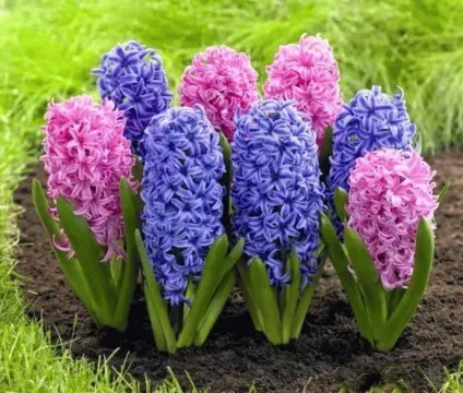 Як виростити жасмин з насіння або держака - посадка і догляд (насіння) Як виростити жасмин з насіння або держака - посадка і догляд