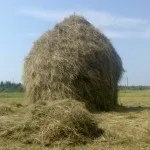 Біовіт - добавка до корму для тварин, сільське життя