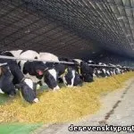 Біовіт - добавка до корму для тварин, сільське життя