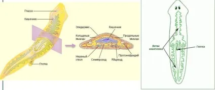Біла планария тип черв'яків, системи планарії, клас, органи і будова