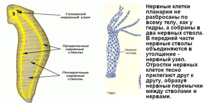 Біла планария тип черв'яків, системи планарії, клас, органи і будова