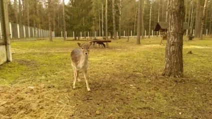 Біловезька пуща як дістатися, що подивитися, ціни (дорослий дитячим сидінням підлітковий) Біловезька пуща як дістатися, що подивитися, ціни