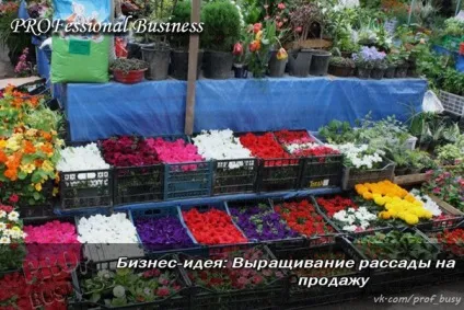 Бізнес-план вирощування розсади на продаж