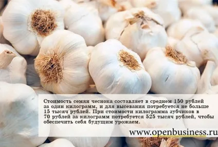Бізнес по вирощуванню часнику (аграрний бізнес) Бізнес по вирощуванню часнику