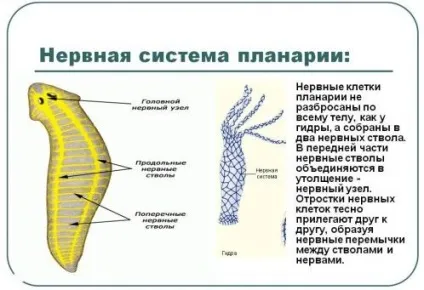Біла планария (молочна) будова, травна система (будова) Біла планария (молочна) будова, травна система