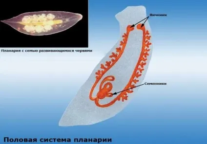 Біла планария тип черв'яків, системи планарії, клас, органи і будова