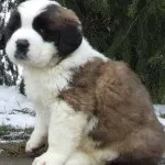 Болгарська вівчарка або каракачанскої собака (bulgarian shepherd dog) - робоча сторожова собака,