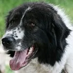 Болгарська вівчарка або каракачанскої собака (bulgarian shepherd dog) - робоча сторожова собака,