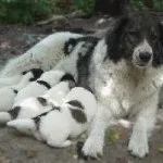 Болгарська вівчарка або каракачанскої собака (bulgarian shepherd dog) - робоча сторожова собака,
