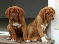Бордоський дог фото бордоський дог дог породи собак собаки фото фотографія бордоса моллос похід охорона (бордоса) Бордоський дог фото бордоський дог дог породи собак собаки фото фотографія бордоса моллос похід охорона