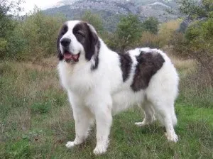 Болгарська вівчарка або каракачанскої собака (bulgarian shepherd dog) - робоча сторожова собака,