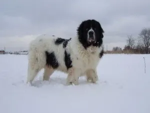 Болгарська вівчарка або каракачанскої собака (bulgarian shepherd dog) - робоча сторожова собака,