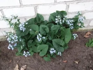 Бруннера крупнолистная посадка і догляд з описом і фото (догляд) Бруннера крупнолистная посадка і догляд з описом і фото