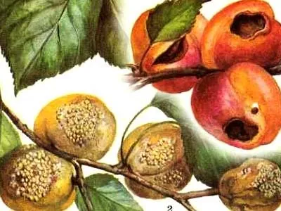 Хвороби абрикоса, їх лікування та профілактика (Сприятливий період хвороби) Хвороби абрикоса, їх лікування та профілактика